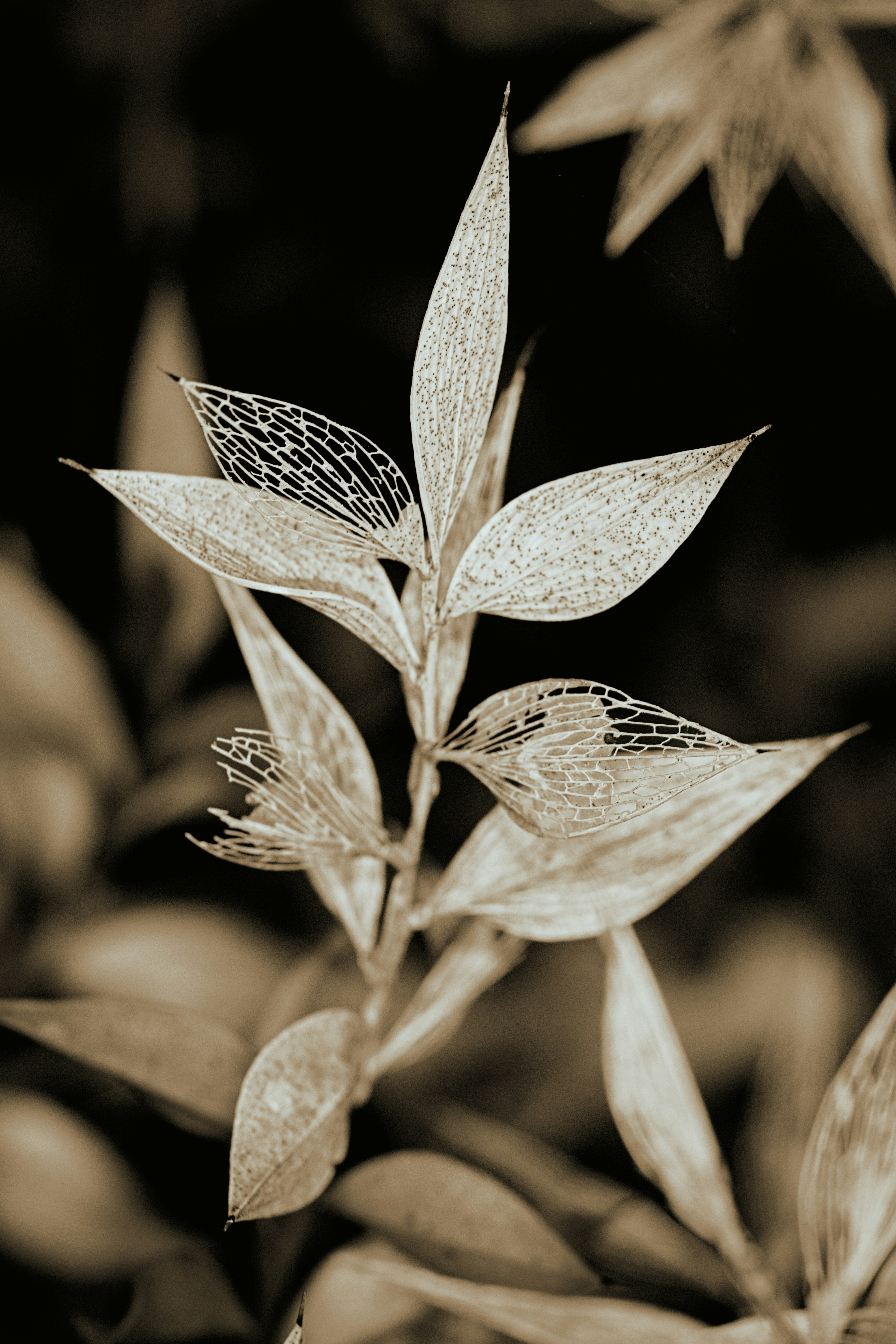 brown and black leaf in tilt shift lens